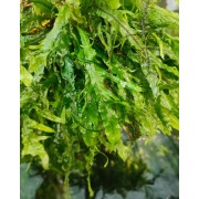 Папороть таїландська Форк ліф (Microsorum pteropus Fork Liaf)